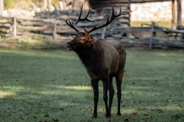 Bull Elk Eye Lit Patch Sunlight Great Smoky Mountains Kansallispuistossa — kuvapankkivalokuva