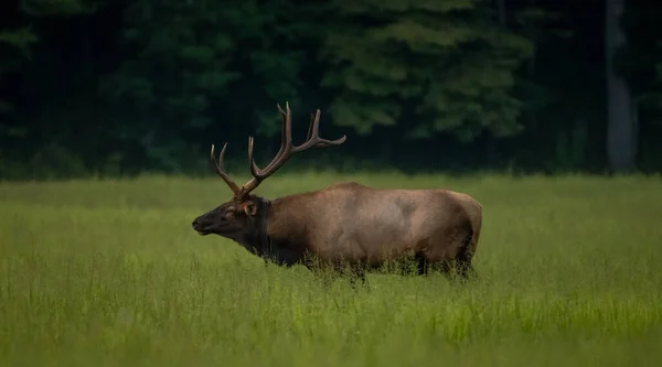 Bull Elk Med Stor Rack Profil Kataloochee Valley Rökare — Stockfoto