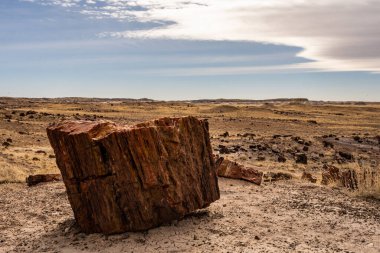 Arizona parkındaki patikanın kenarında taşlaşmış bir odun parçası.