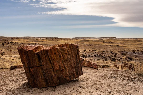 Kus Zkamenělého Dřeva Okraji Stezky Arizonském Parku — Stock fotografie