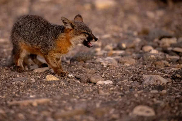 Channel Island Fox Kauwt Uitgegraven Voedsel Santa Cruz Island — Stockfoto