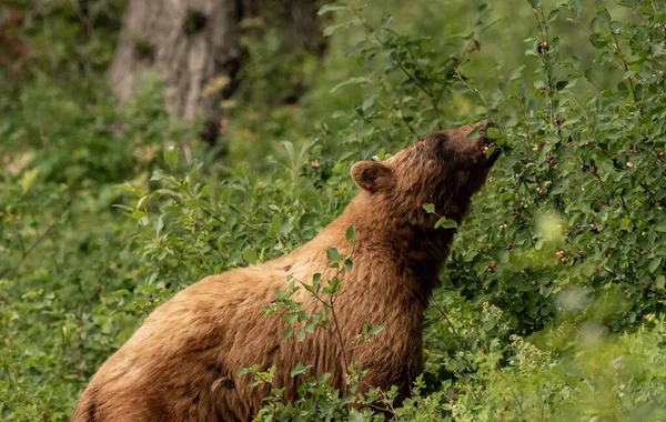 冰川国家公园里的肉桂黑熊嗅哈克贝利布什 — 图库照片