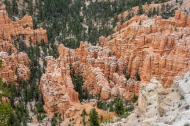 Serserilerin Parmakları Bryce Kanyonu Ulusal Parkı 'ndaki Çam Ormanı' na uzandı.