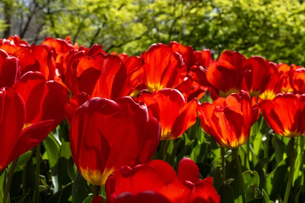 Hladina Očí Zavřít Červené Tulipány Kvetoucí Zahradním Záhonu — Stock fotografie