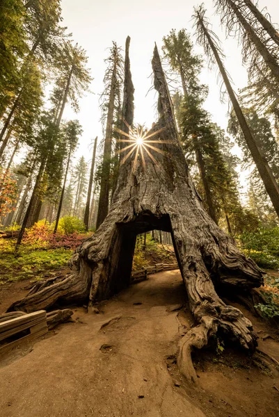 Cores Queda Luz Manhã Cercam Árvore Túnel Parque Nacional Yosemite — Fotografia de Stock