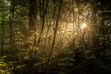 Büyük Güneş Işığı, Dumanaltı Ormanı 'ndaki Ağaçlar ve Bitkiler Karışıklığına Hayat Veriyor