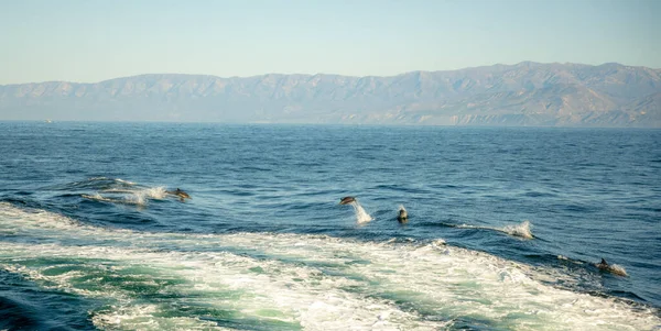 Salto Delfini Nave Sveglia — Foto Stock