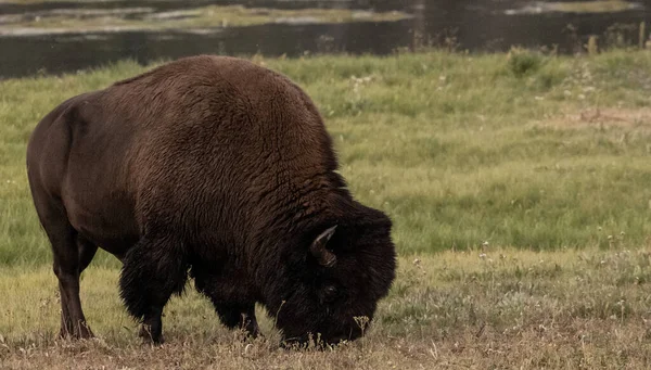 Stora Manliga Bison Grazes Nära Yellowstone Floden Sommaren — Stockfoto