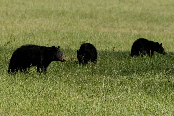 Mama Bear Olha Para Direita Enquanto Cubs Graze Prado Cades — Fotografia de Stock