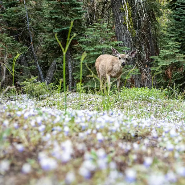 Mule Deer Grazes Vilda Blommor Baklandet Sequoia National Park — Stockfoto