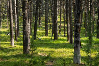 Yellowstone Ulusal Parkı 'ndaki Çam Ormanı' nda Güneş Işığı Parçaları