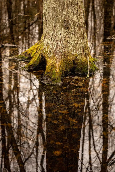 Reflexión Del Árbol Musgoso Estanque Los Bosques Del Parque Nacional — Foto de Stock