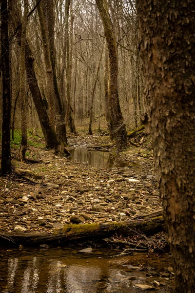 Felsiges Bachbett Frühen Frühling Mammoth Cave Nationalpark — Stockfoto