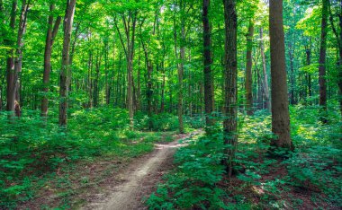 Yeşil ormanda bir patika var.