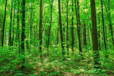 Yeşil ormanda güneş ışığı, bahar zamanı.