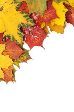 Sonbahar akçaağaç yaprağı beyaz arkaplanda izole edildi