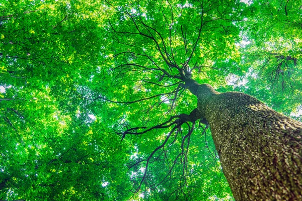 Fondo Del Bosque Verde Día Soleado — Foto de Stock