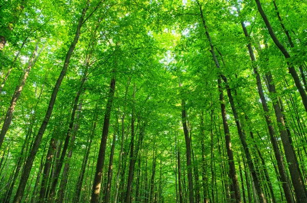Güneşli Bir Günde Yeşil Orman Arka Planı — Stok fotoğraf