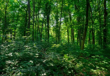 Yeşil ormanda güneş ışığı, bahar zamanı.