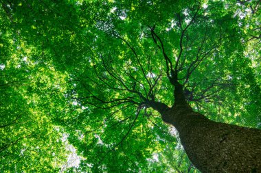 Güneşli bir günde yeşil orman arka planı
