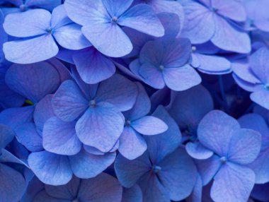 Mavi ortanca arka planı. Hortensiya çiçek yüzeyi.