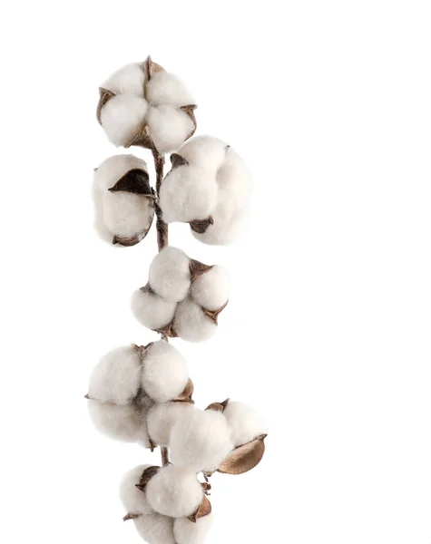 从白色背景分离出来的棉花 — 图库照片