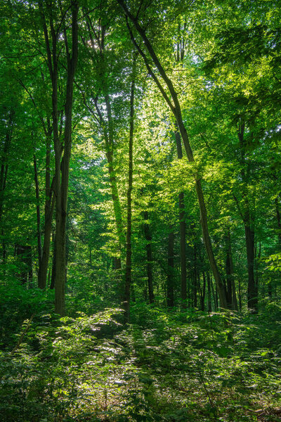 Sunlight in the green forest, spring time