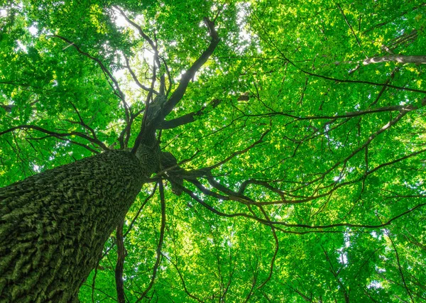 Güneşli Bir Günde Yeşil Orman Arka Planı — Stok fotoğraf