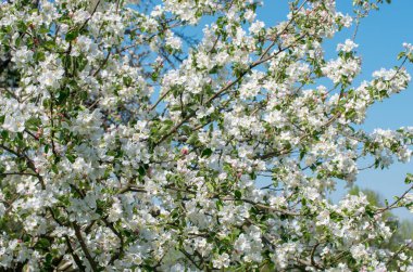 Bahar Elma Çiçeği mavi gökyüzünde.