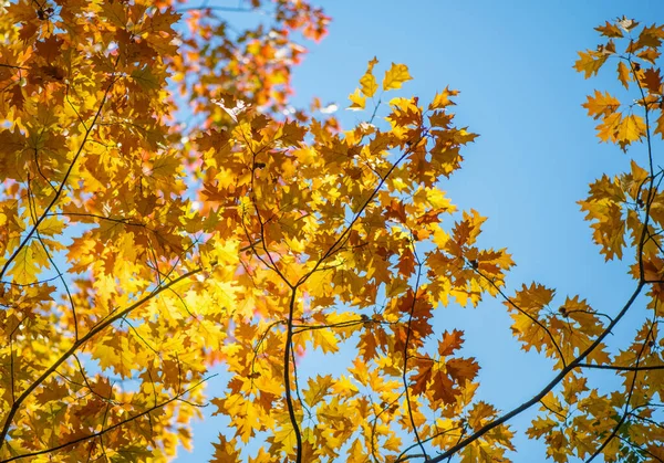 Belas Folhas Outono Coloridas — Fotografia de Stock