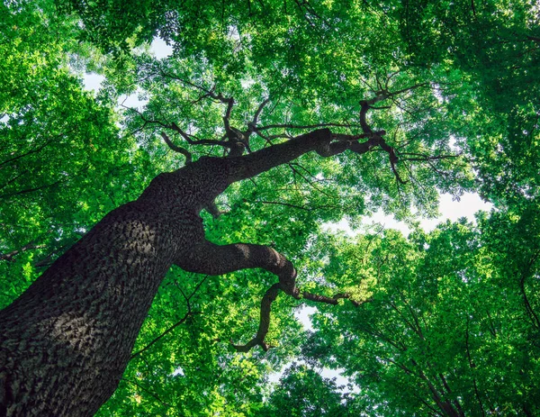 Fondo Del Bosque Verde Día Soleado — Foto de Stock