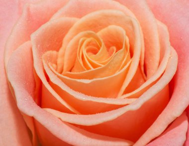 Pembe bir gülün makrosunu kapat.