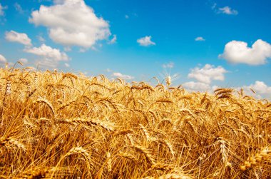 Buğday tarlası ve bulutlu mavi gökyüzü