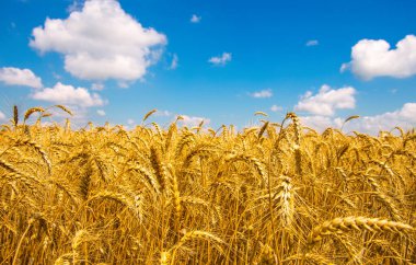 Buğday tarlası ve bulutlu mavi gökyüzü