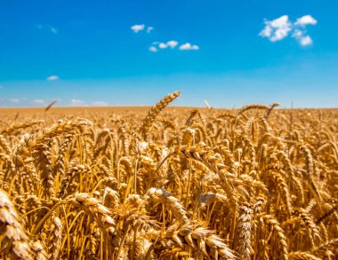 Buğday tarlası ve bulutlu mavi gökyüzü