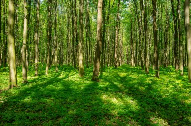 Baharda güzel yeşil orman