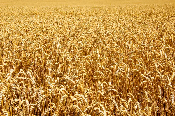 Weizenfelder Ende Des Sommers Voll Reif — Stockfoto