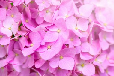 Pembe ortanca arka planı. Hortensiya çiçek yüzeyi.