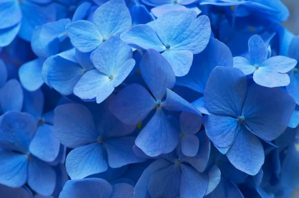 Fondo Azul Hortensias Hortensia Flores Superficie —  Fotos de Stock