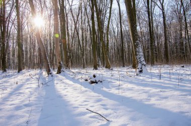 Kış ormanı arka planında gün batımı