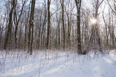 Ormandaki güzel kış manzarası.