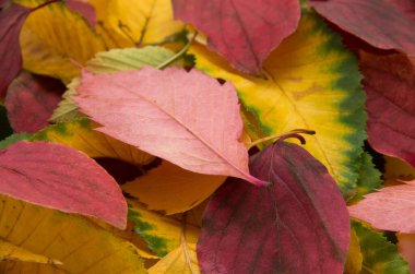 Renkli sonbahar yaprakları grubu