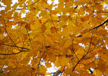 Doğal ortamda parlak sonbahar yaprakları.