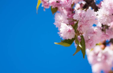 Sakura kiraz çiçeği baharda açar.