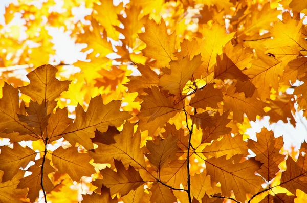 Folhas Outono Brilhantes Ambiente Natural — Fotografia de Stock