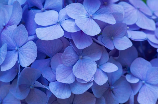 Kék Hydrangea Háttér Hortensia Virágok Felülete — Stock Fotó