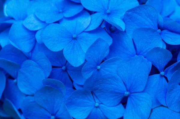 Fondo Azul Hortensias Hortensia Flores Superficie —  Fotos de Stock