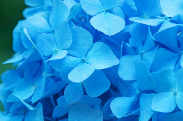 Fondo Azul Hortensias Hortensia Flores Superficie —  Fotos de Stock