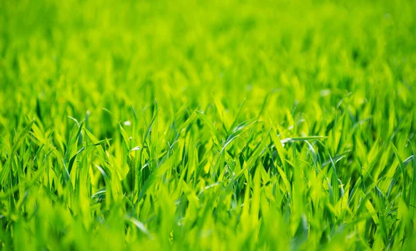 Green Grass Texture Field — Stock Photo, Image