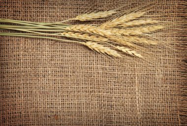 Çuval bezi arka planında buğday kulağı sınırı